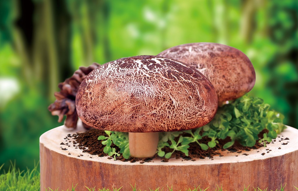 烧肉蘑菇包